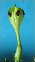 Ceropegia sandersonii ''monterioae''